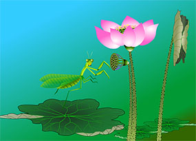 荷叶上的昆虫flash动画